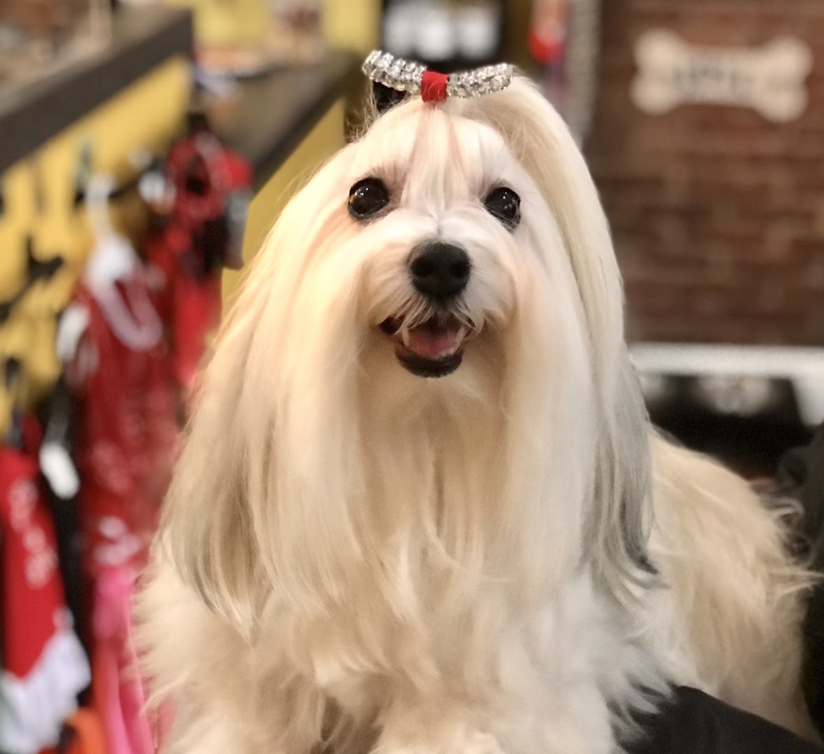 Freshly groomed white Maltese with rhinestone bow smiling in the pet salon