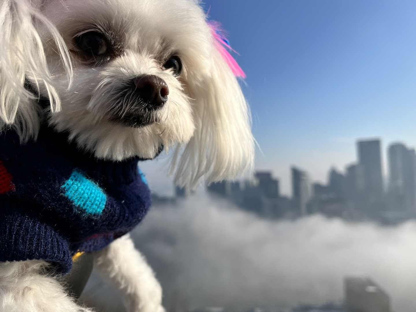 Fluffy white Maltese with pink feather bow posed against Pittsburgh skyline
