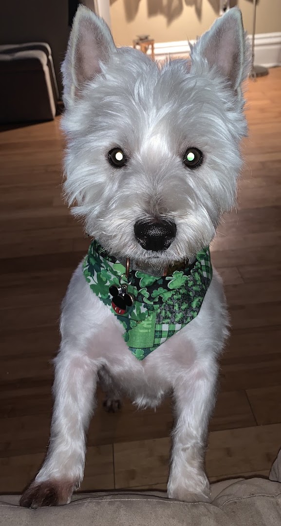 Groomed West Highland Terrier wearing a green shamrock bandana