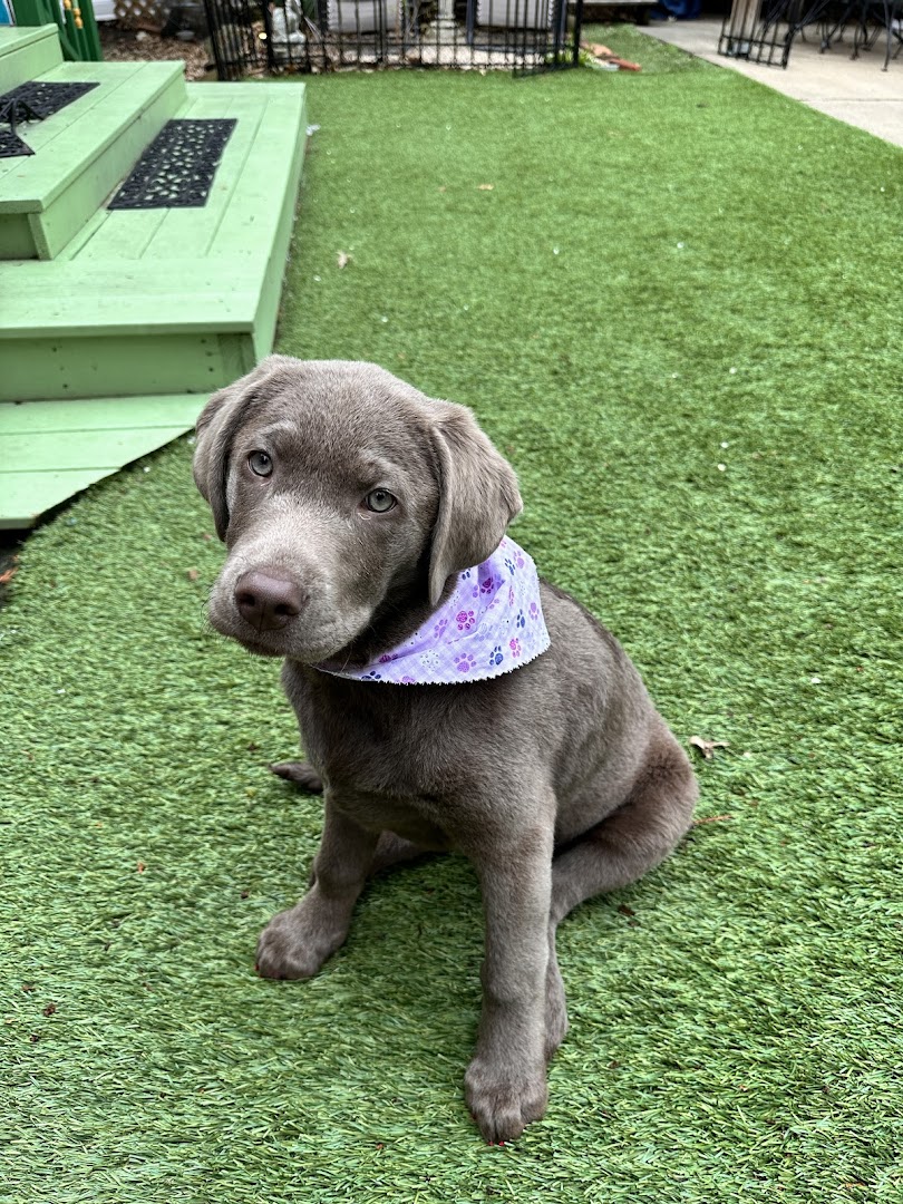 Silver Labrador puppy with purple bandana sitting on green turf
